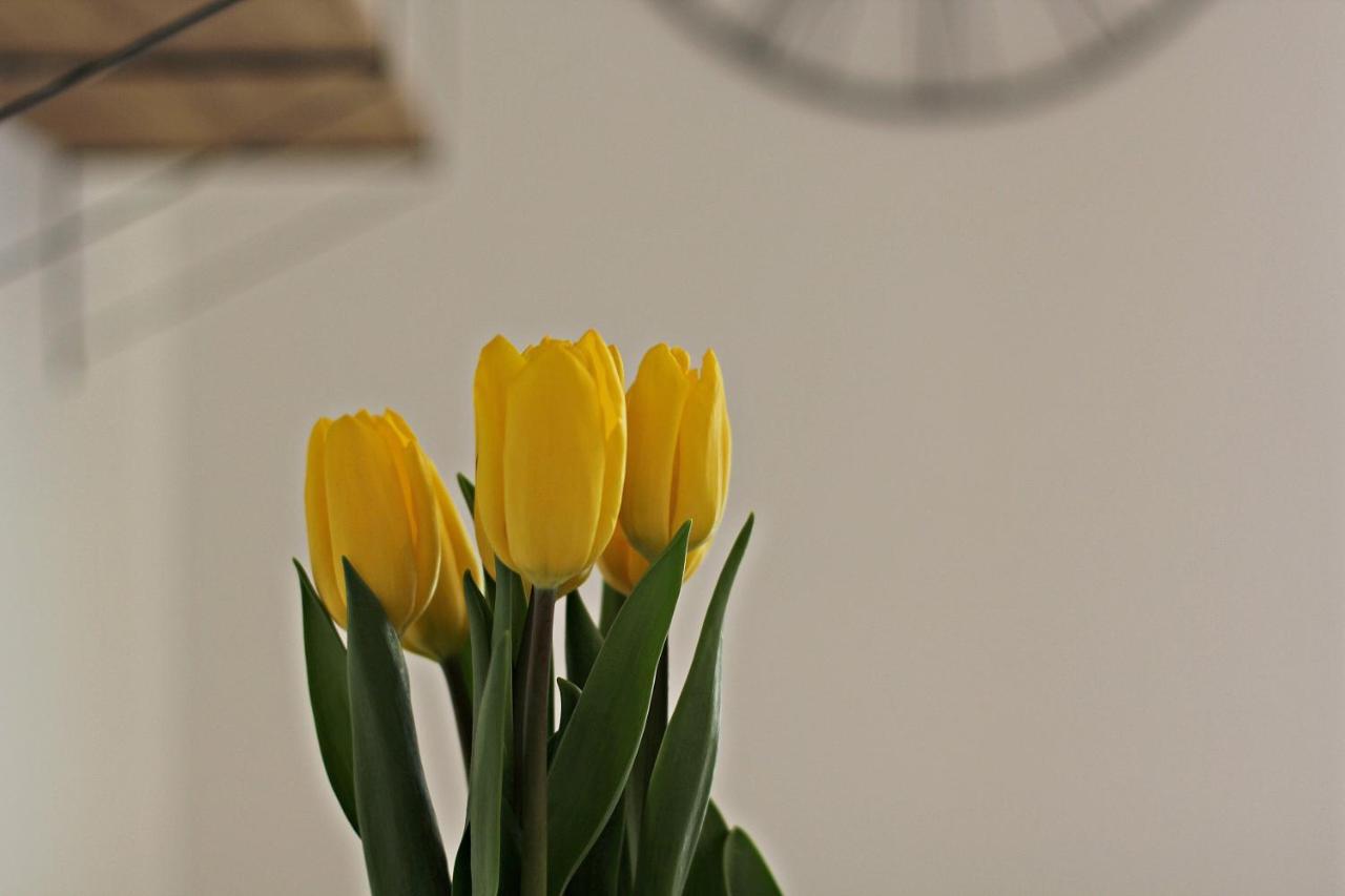 Cozy Dreams Apartment Zadar Luaran gambar
